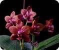 Phal. Zheng Min Smaragdine 2